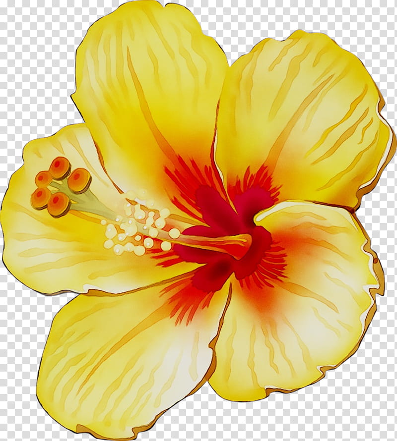 Flowers, Rosemallows, Yellow, Cut Flowers, Herbaceous Plant, Plants, Petal, Hibiscus transparent background PNG clipart