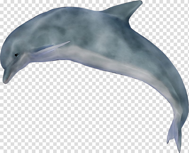 Dolphin, Striped Dolphin, Shortbeaked Common Dolphin, Whitebeaked Dolphin, Roughtoothed Dolphin, Wholphin, Longbeaked Common Dolphin, Spotted Dolphins transparent background PNG clipart