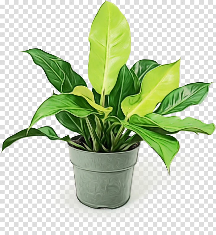 Plants, Houseplant, Flowerpot, Leaf, Arrowroots, Plant Stem, Family, Anthurium transparent background PNG clipart