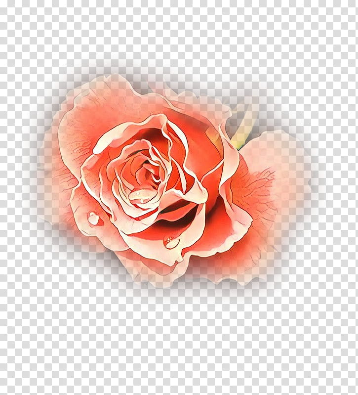 Pink Flower, Cartoon, Garden Roses, Cabbage Rose, Cut Flowers, Petal, Pink M, Rose Family transparent background PNG clipart