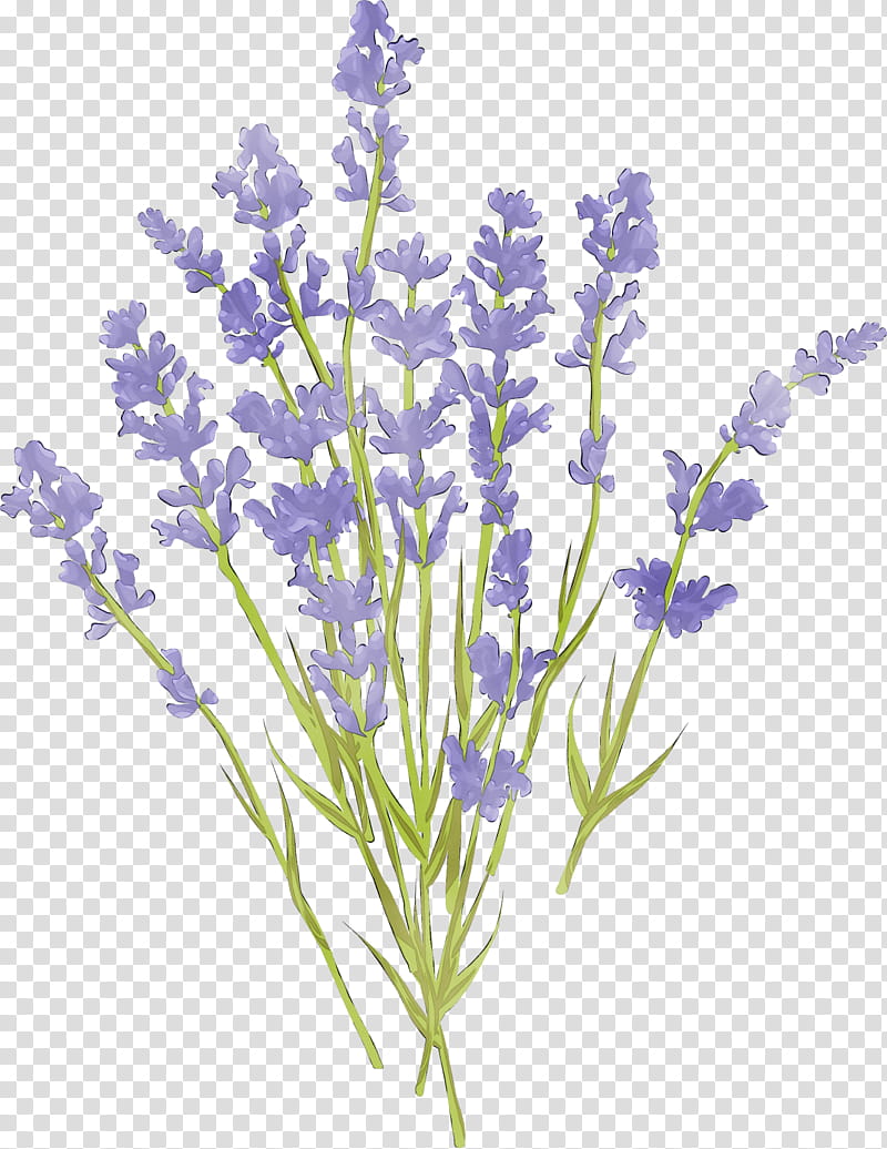 Flowers, English Lavender, French Lavender, Plant Stem, Cut Flowers, Common Sage, Plants, Branching transparent background PNG clipart