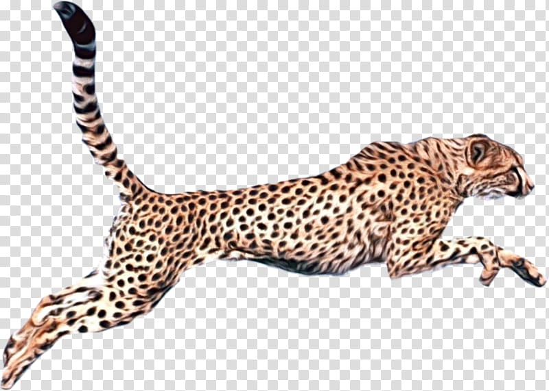 terrestrial animal animal figure wildlife cheetah small to medium-sized cats, Watercolor, Paint, Wet Ink, Small To Mediumsized Cats, African Leopard, Jaguar transparent background PNG clipart