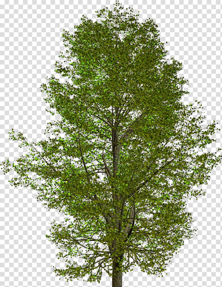 Red Maple Tree, American Sycamore, Oak, Western Sycamore, Trunk, Branch, Plane Tree Family, Plane Trees transparent background PNG clipart