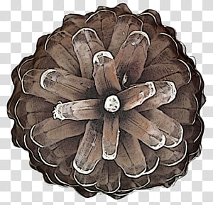 brown plant beige transparent background PNG clipart thumbnail