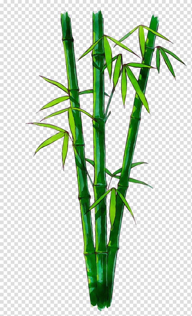 Bamboo Leaf, Plant, Plant Stem, Flower, Flowerpot, Houseplant, Vascular Plant transparent background PNG clipart