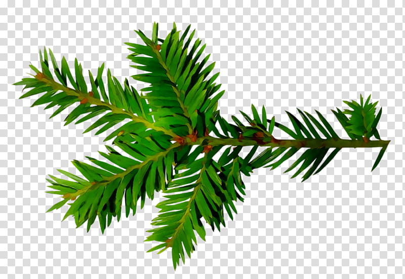 Black And White Flower, Spruce, English Yew, Fir, Christmas Ornament, Leaf, Plant Stem, Christmas Day transparent background PNG clipart