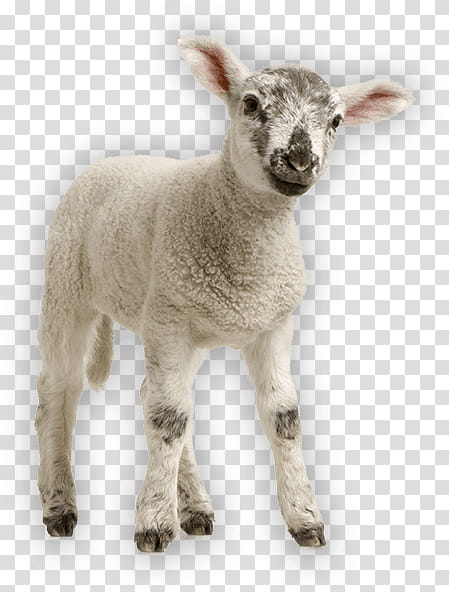 Eid Al Adha Islamic, Eid Mubarak, Muslim, Australian White Sheep, Goat, Sheep Farming, Agriculture, Goats transparent background PNG clipart