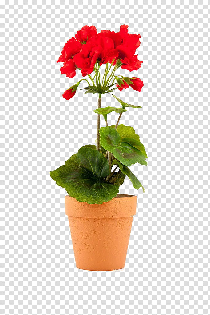 Flower Vase, Flowerpot, Geraniums, Cranesbill, Garden, Plants, Bud, Red transparent background PNG clipart