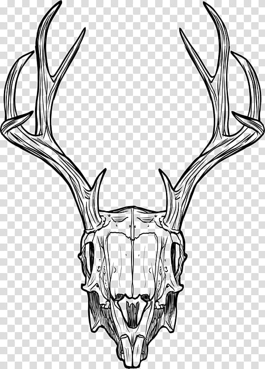 horn antler line art snout bone, Wildlife, Skull, Elk, Deer transparent background PNG clipart