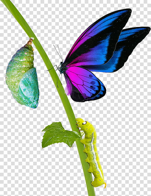 Reading, Brushfooted Butterflies, Book, Gossamerwinged Butterflies, Butterfly, Science, Ebook, Moths And Butterflies transparent background PNG clipart