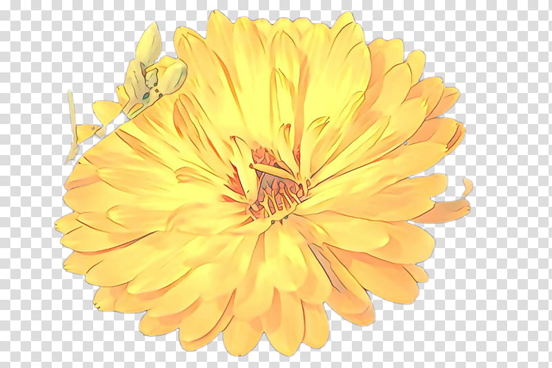 Orange, Yellow, English Marigold, Flower, Petal, Calendula, Plant, Gerbera transparent background PNG clipart