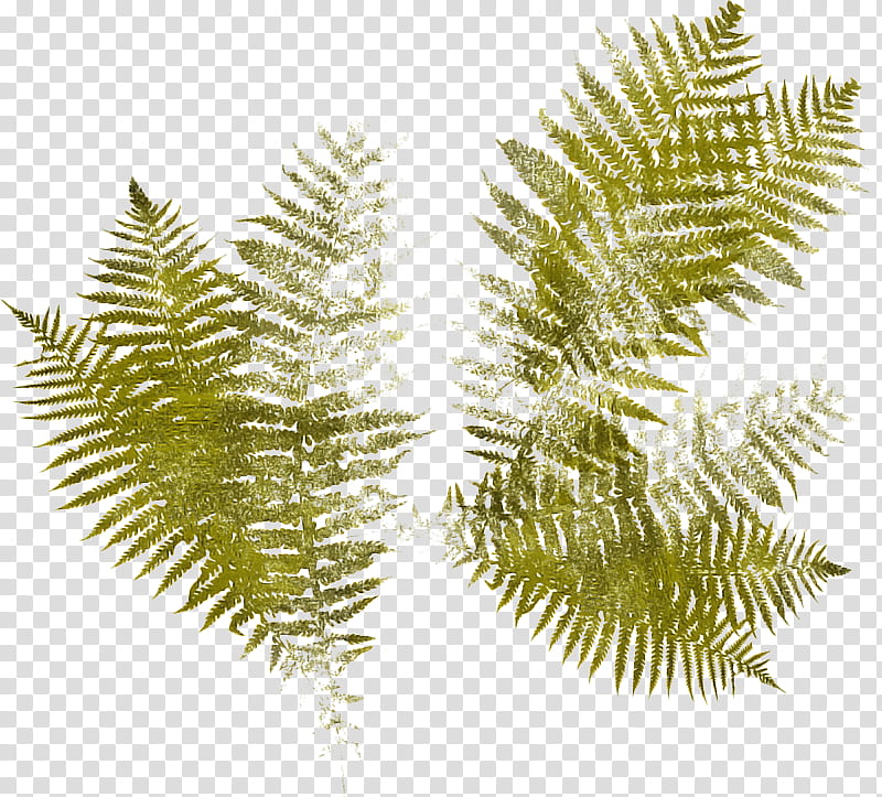 Cartoon Palm Tree, Fern, Vascular Plant, Plants, Frond, Palm Trees, Ostrich Fern, Adiantum Capillusveneris transparent background PNG clipart