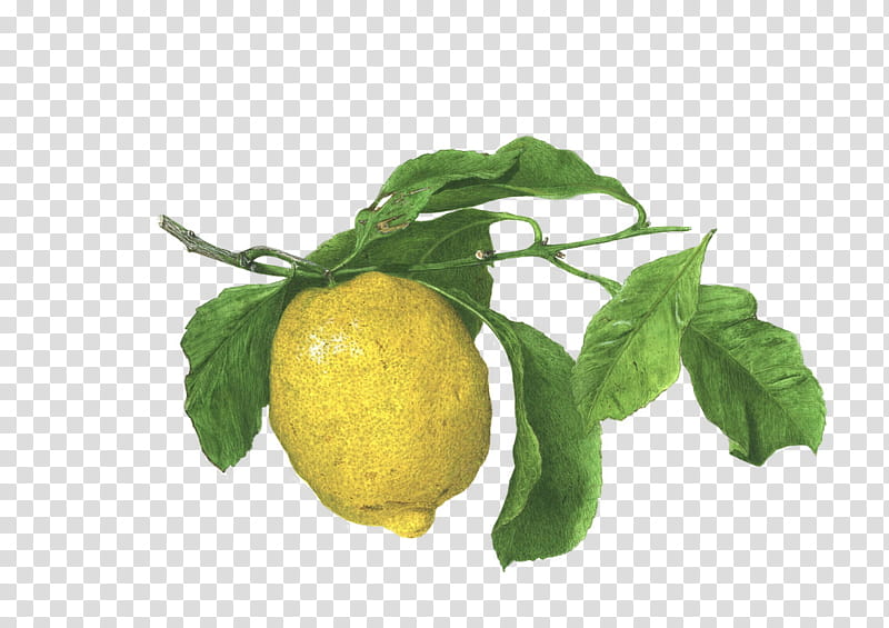 Plants, yellow lemon transparent background PNG clipart