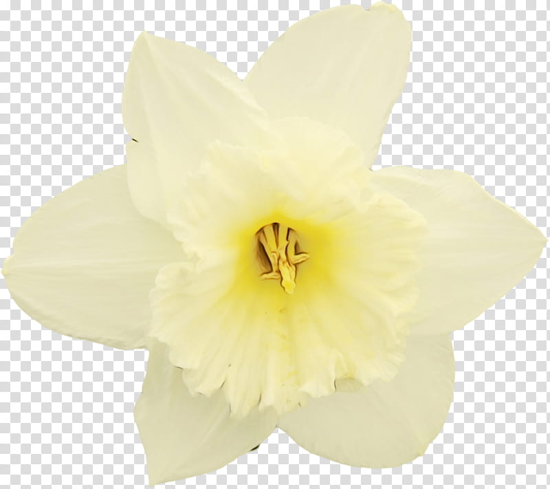 white flower yellow petal plant, Watercolor, Paint, Wet Ink, Narcissus, Flowering Plant, Amaryllis Family, Amaryllis Belladonna transparent background PNG clipart