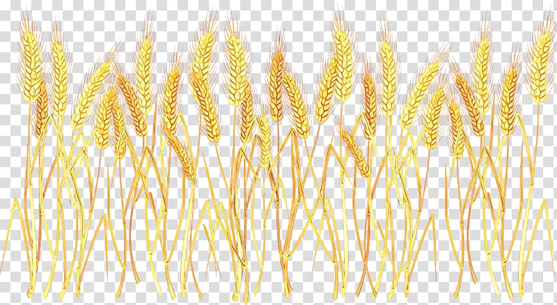 Wheat, Grain, Cereal, Wheatgrass, Yellow, Plant transparent background PNG clipart