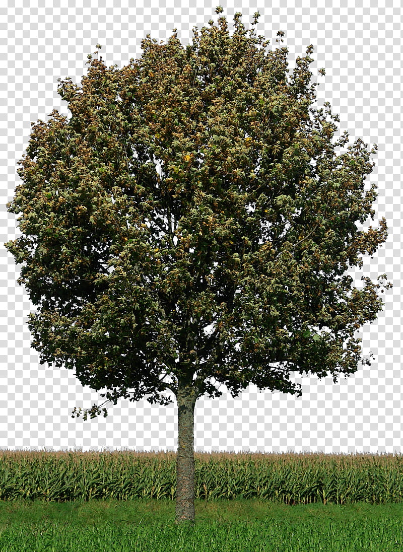 tree , tall green tree in field transparent background PNG clipart