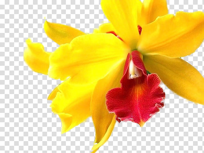 White Lily Flower, Orchids, Yellow, VK, Yandex, Miltonia, Petal, Plant transparent background PNG clipart