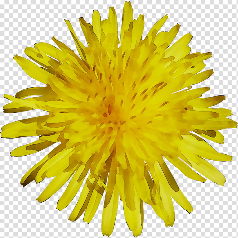 Flowers, Dandelion, Yellow, Chrysanthemum, Cut Flowers, Sow Thistles, Plant, Pollen transparent background PNG clipart