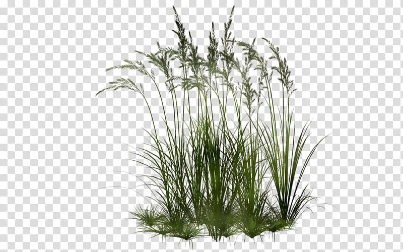 Family Tree, Sweet Grass, Vetiver, Aquarium, Chrysopogon, Plant, Aquarium Decor, Grass Family transparent background PNG clipart