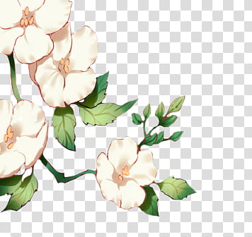 Flowers, white flowers transparent background PNG clipart