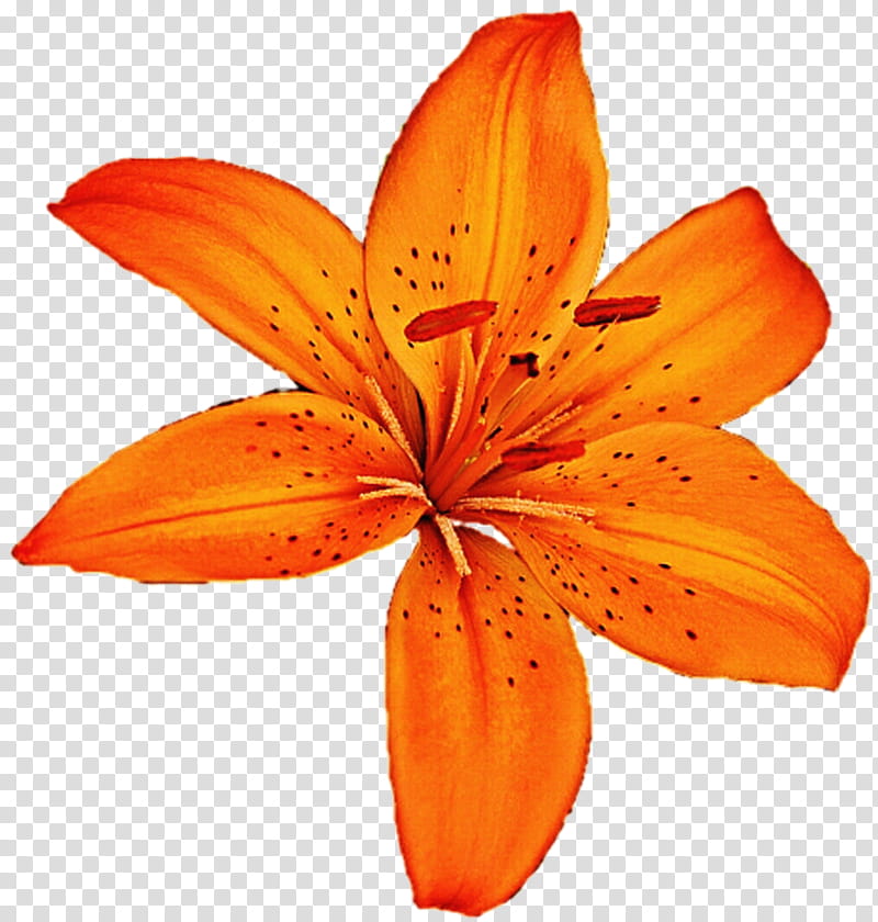 Easter Lily, Tiger Lily, Orange Lily, Madonna Lily, Flower, Drawing, Petal, Plant transparent background PNG clipart