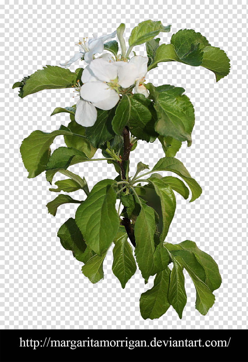 apple blossoms, white petaled flower on black background transparent background PNG clipart