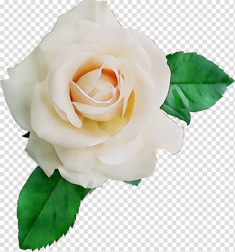 Pink Flower, Garden Roses, Cabbage Rose, Floribunda, Floristry, Cut Flowers, Petal, West Virginia transparent background PNG clipart