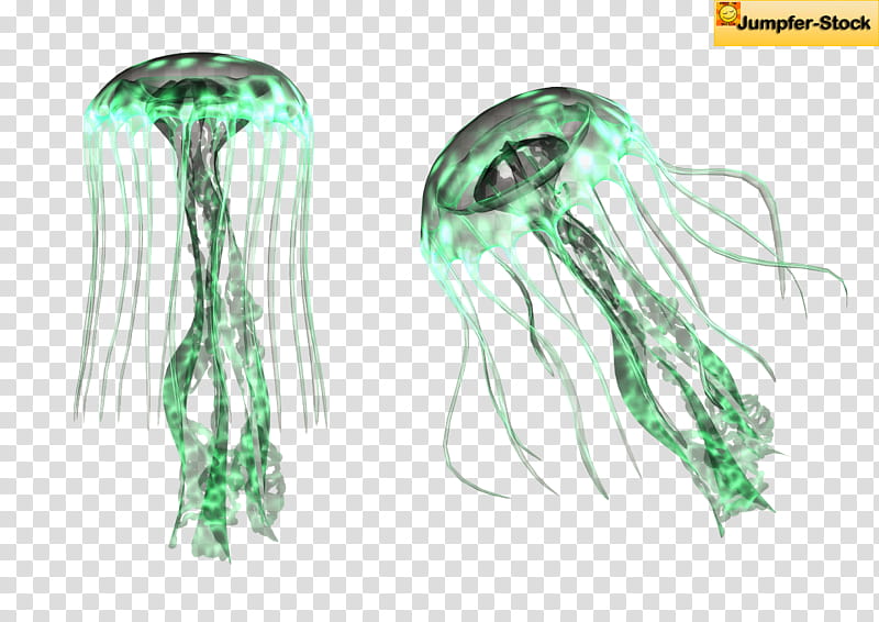 Giant Jellyfish , two green jellyfish transparent background PNG clipart
