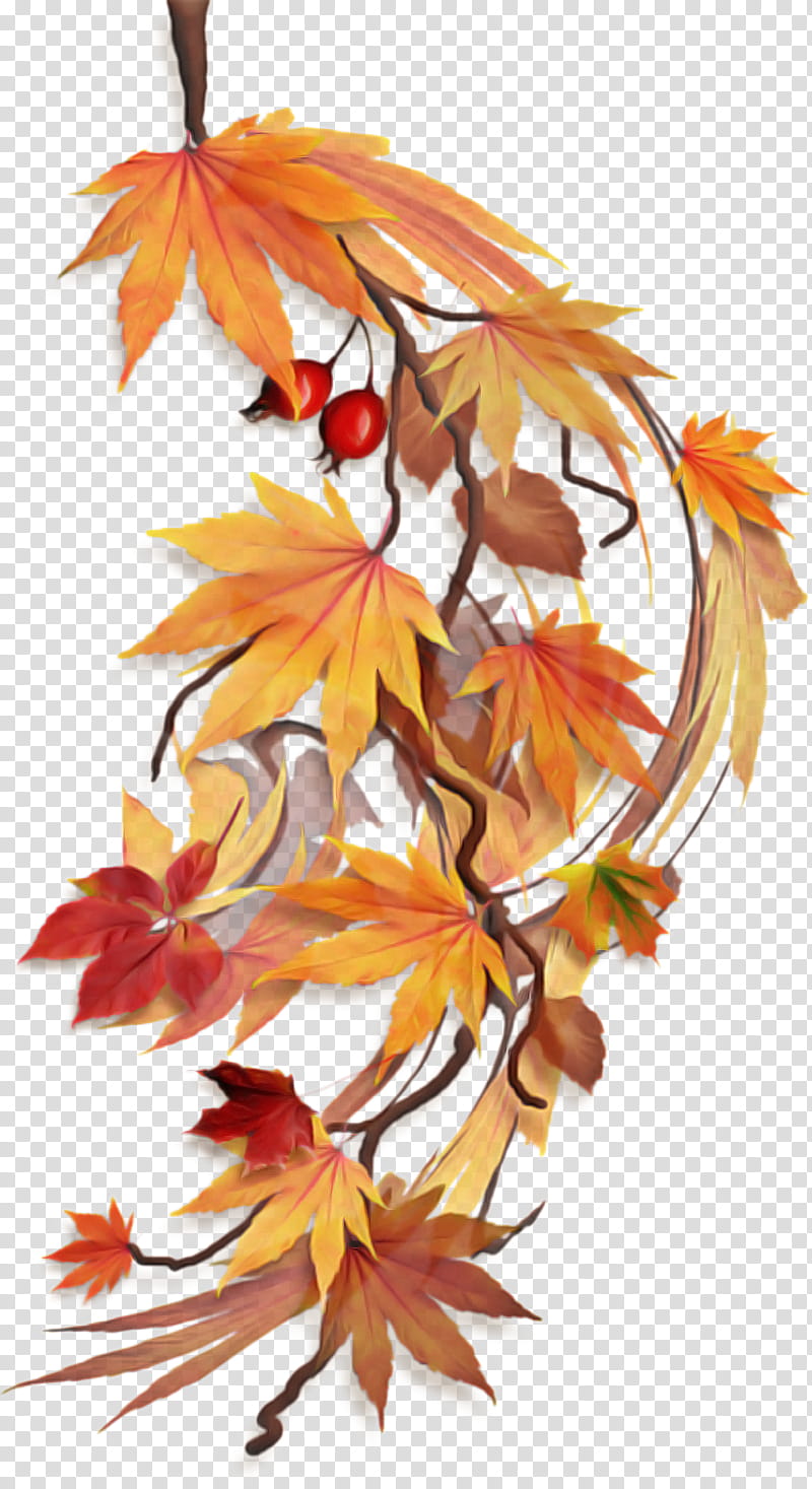 Maple leaf, Flower, Tree, Yellow, Orange, Plant, Woody Plant, Autumn transparent background PNG clipart