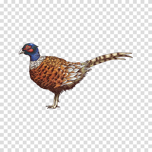 Chicken, Bird, Quail, Ringnecked Pheasant, Owl, Phasianidae, , Beak transparent background PNG clipart