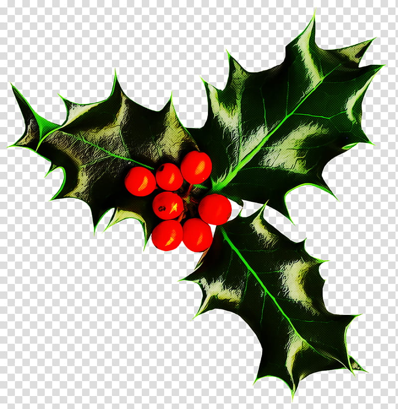 Holly Christmas, Christmas , American Holly, Leaf, Plant, Flower, Hollyleaf Cherry, Tree transparent background PNG clipart