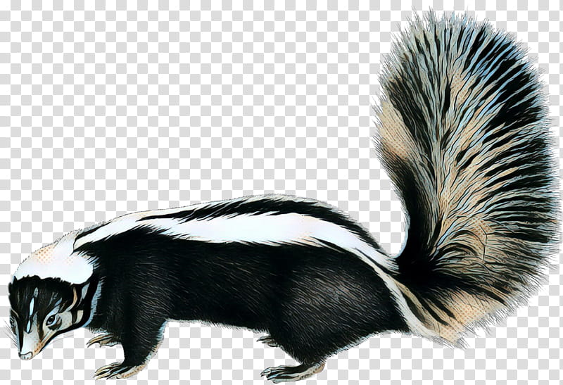 Fox Drawing, Skunks, Squirrel, Raccoons, Virginia Opossum, Fox Squirrel, Animal, Omnivore transparent background PNG clipart
