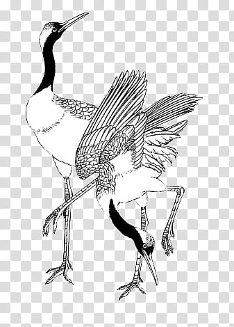 black and white birds art transparent background PNG clipart