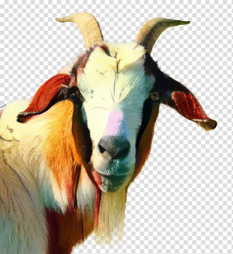 Goat, Russian White Goat, Girgentana, Animal, Live, Horn, Goats, Goatantelope transparent background PNG clipart