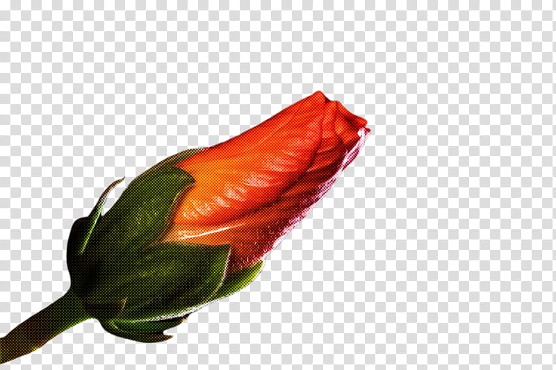 Orange, Red, Leaf, Plant, Chili Pepper, Vegetable, Bud, Parrot, Flower transparent background PNG clipart