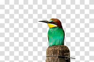 Hummingbird, Watercolor, Paint, Wet Ink, Beak, Coraciiformes, Bee Eater, Piciformes transparent background PNG clipart thumbnail