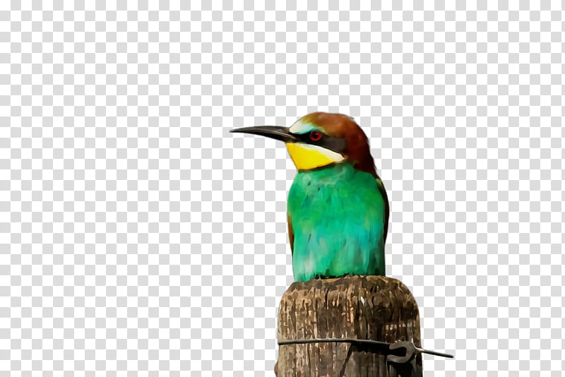 Hummingbird, Watercolor, Paint, Wet Ink, Beak, Coraciiformes, Bee Eater, Piciformes transparent background PNG clipart