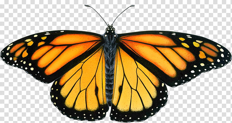 Spring, orange monarch butterfly transparent background PNG clipart