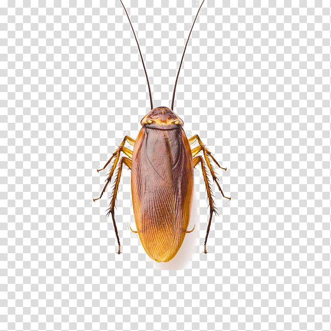 Cockroach, Insect, Pest, Beetle transparent background PNG clipart