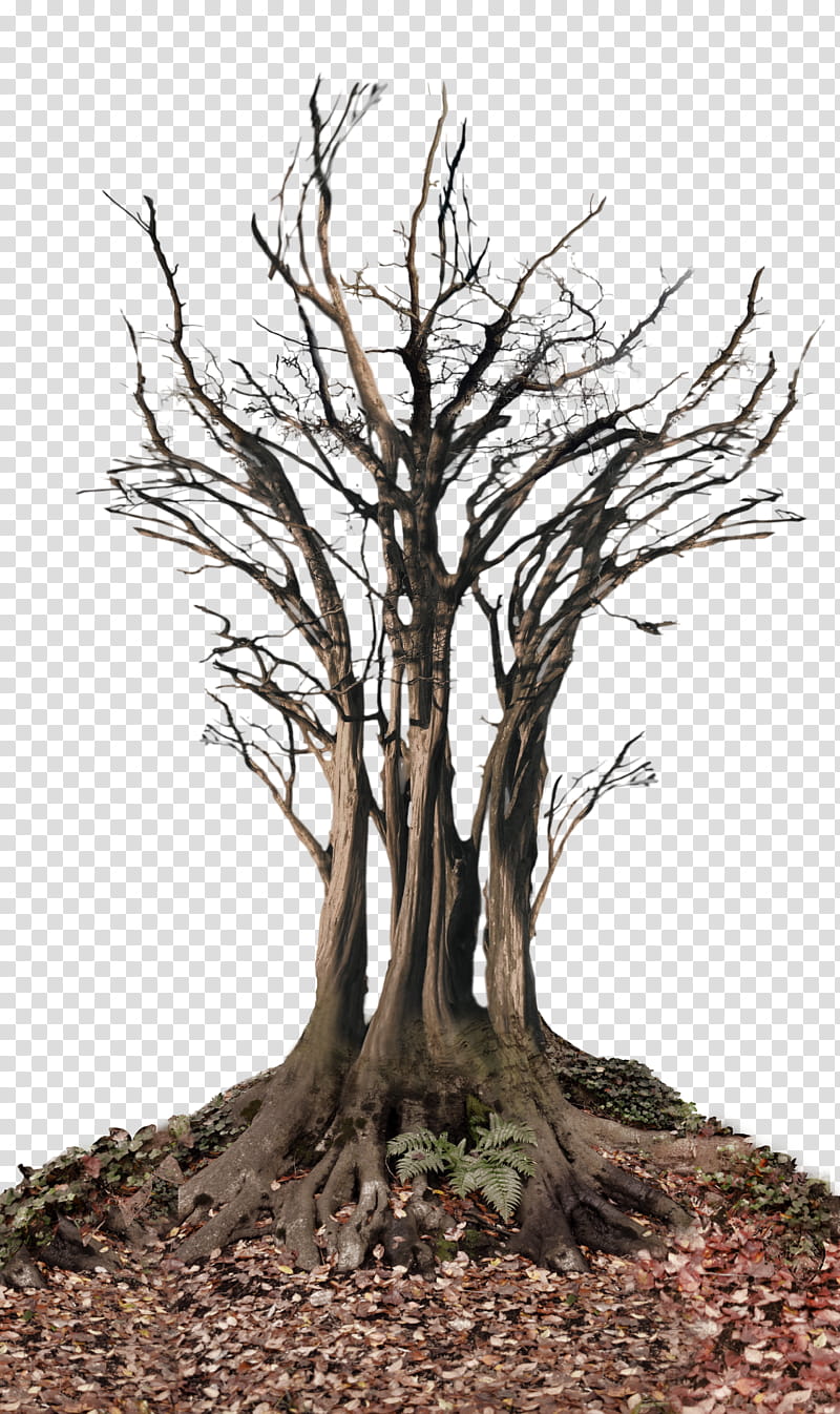 Dead Tree in Landscape , bare trees transparent background PNG clipart