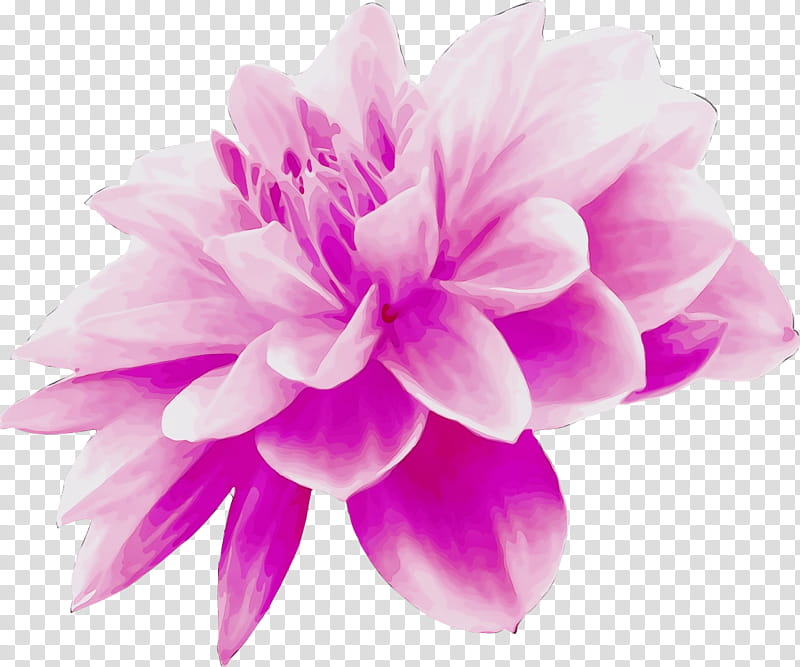 petal pink violet purple flower, Watercolor, Paint, Wet Ink, Lilac, Plant, Magenta, Dahlia transparent background PNG clipart