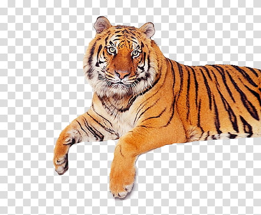 tiger, black and brown tiger transparent background PNG clipart