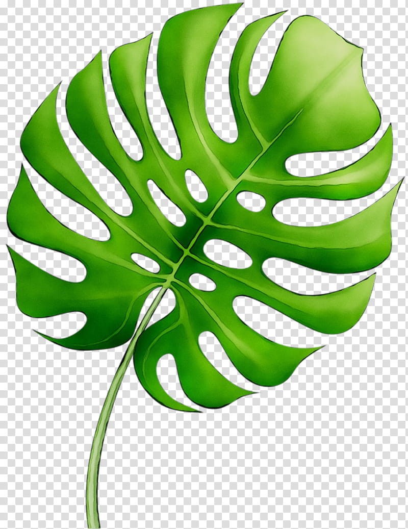 Green Leaf, Plant Stem, Flower, Line, Plants, Monstera Deliciosa, Arum Family, Alismatales transparent background PNG clipart