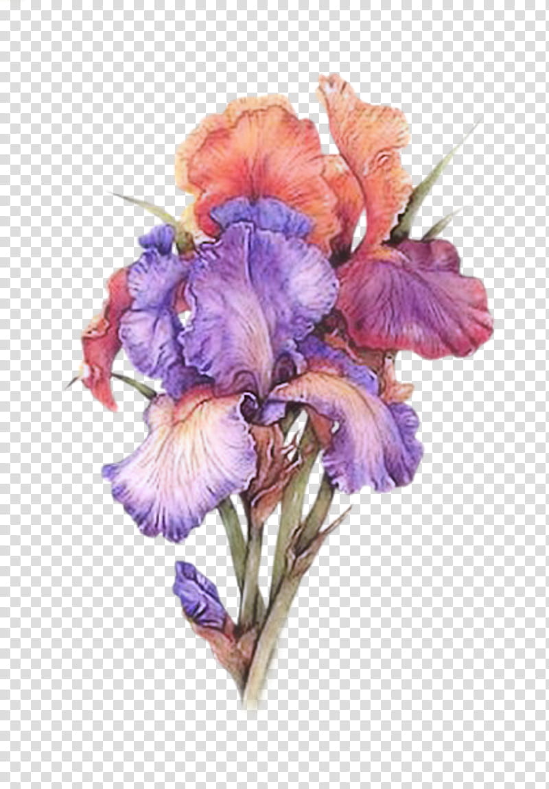 Purple Watercolor Flower, Irises, Watercolour Flowers, Watercolor Flowers, Spring
, Watercolor Painting, Drawing, Dance transparent background PNG clipart