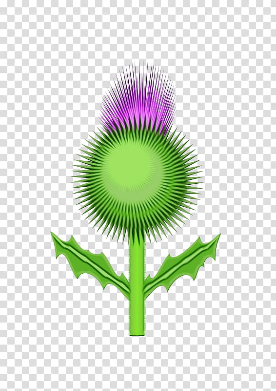 Violet Flower, Thistle, Onopordum Acanthium, Green, Purple, Plant, Logo transparent background PNG clipart
