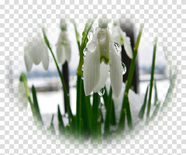 Cartoon Nature, Snowdrop, Spring
, Yandex, Winter
, Garden, Flower, Life transparent background PNG clipart