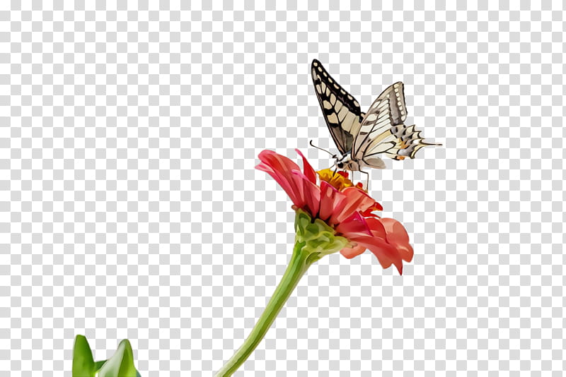 butterfly insect moths and butterflies papilio machaon pollinator, Watercolor, Paint, Wet Ink, Flower, Plant, Swallowtail Butterfly transparent background PNG clipart