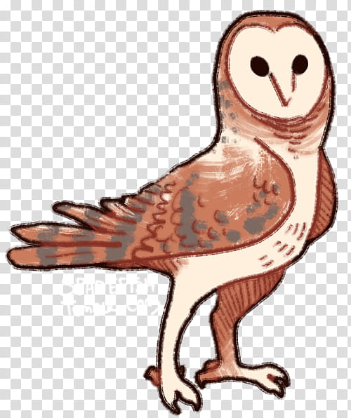 Owl, Beak, Neck, Bird, Brown, Barn Owl, Bird Of Prey, Wildlife transparent background PNG clipart