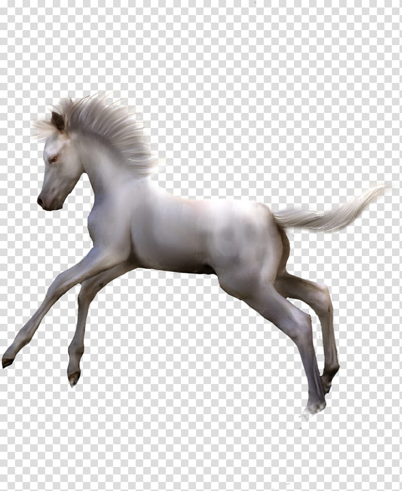 White Foal Precut, white horse illustration transparent background PNG clipart