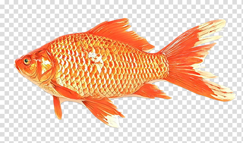 Fish, Rayfinned Fishes, Goldfish, Seafood, Bony Fishes, Orange, Feeder Fish, Tail transparent background PNG clipart